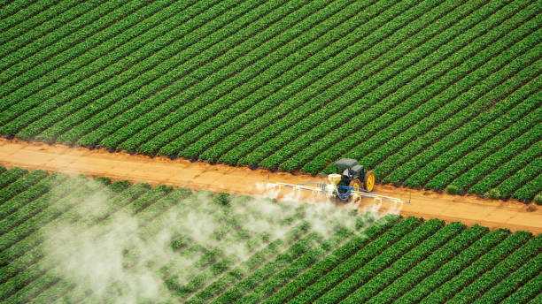 Best Pest Removal Services  in South Vacherie, LA
