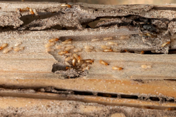 Best Pest Control Cost  in South Vacherie, LA
