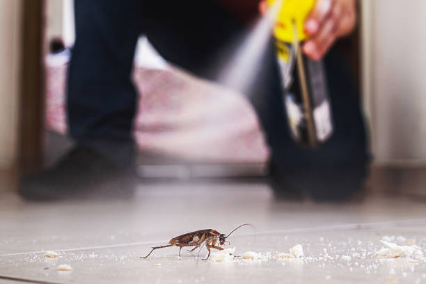 Best Local Pest Control Services  in South Vacherie, LA